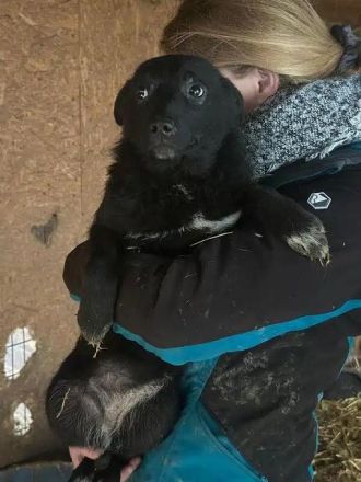 Amira, super süßes Welpenmädchen, das jeden Tag auf eine schöne Zukunft hofft, 5M, 35 cm