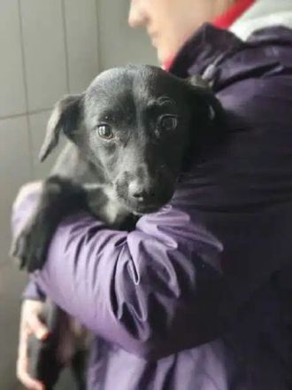 Claire, verspieltes, kleines Mädchen, das ein schönes, fröhliches Leben verdient hat, 11M, 30 cm