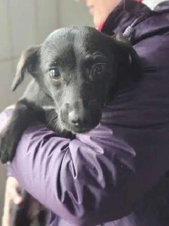 Claire, verspieltes, kleines Mädchen, das ein schönes, fröhliches Leben verdient hat, 11M, 30 cm