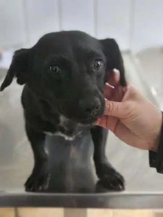 Claire, verspieltes, kleines Mädchen, das ein schönes, fröhliches Leben verdient hat, 11M, 30 cm