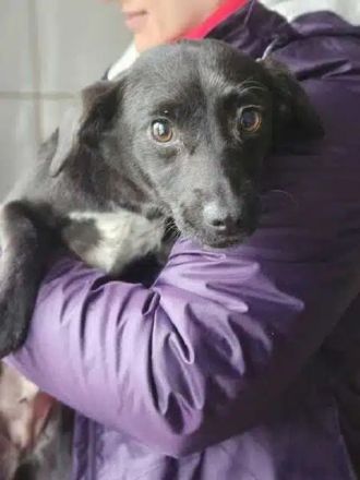 Claire, verspieltes, kleines Mädchen, das ein schönes, fröhliches Leben verdient hat, 11M, 30 cm