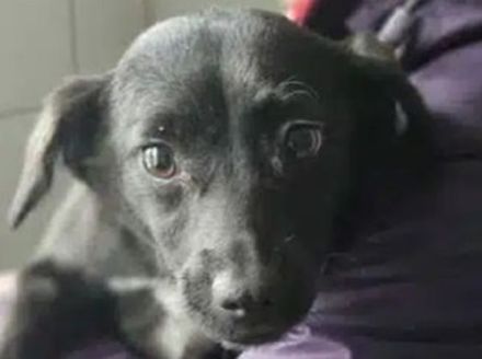 Claire, verspieltes, kleines Mädchen, das ein schönes, fröhliches Leben verdient hat, 11M, 30 cm