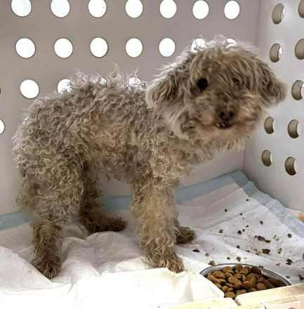 Dahlia, kleine Zwergpudeldame - nicht mehr gewollt und ausgesetzt....4J, 30 cm