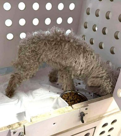 Dahlia, kleine Zwergpudeldame - nicht mehr gewollt und ausgesetzt....4J, 30 cm