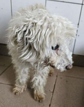 Dahlia, kleine Zwergpudeldame - nicht mehr gewollt und ausgesetzt....4J, 30 cm