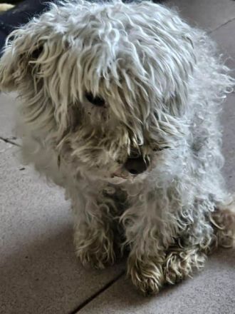 Dahlia, kleine Zwergpudeldame - nicht mehr gewollt und ausgesetzt....4J, 30 cm