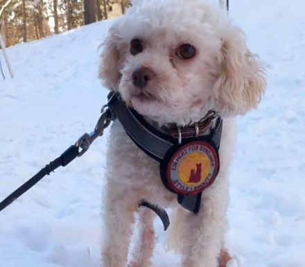 Kuschelige kleine Curly sucht Familienanschluss