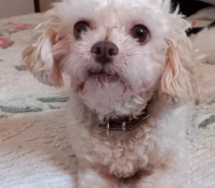 Kuschelige kleine Curly sucht Familienanschluss