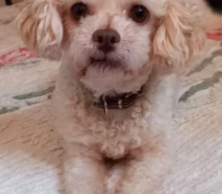 Kuschelige kleine Curly sucht Familienanschluss