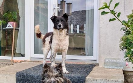 Frohnatur Darius sucht Haus mit Garten
