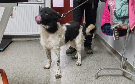 Frohnatur Darius sucht Haus mit Garten