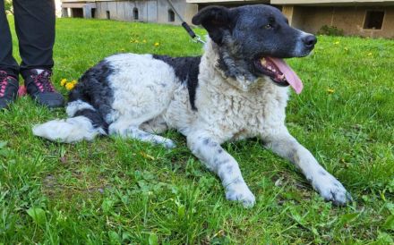 Frohnatur Darius sucht Haus mit Garten