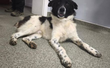 Frohnatur Darius sucht Haus mit Garten