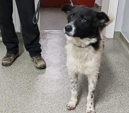 Frohnatur Darius sucht Haus mit Garten