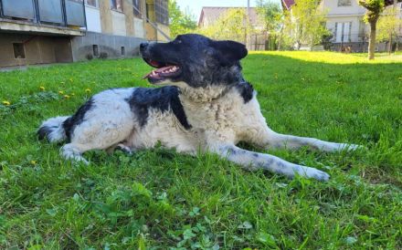 Frohnatur Darius sucht Haus mit Garten