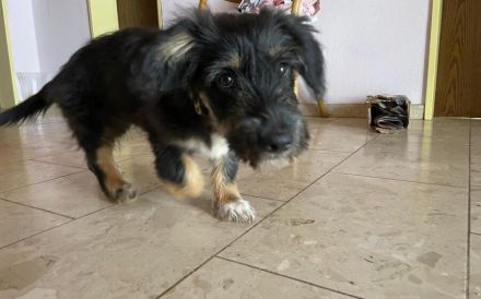 Pepsi sucht liebevolles Zuhause