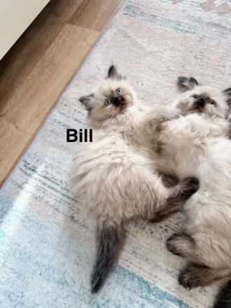 Ragdoll Kitten mit strahlend blauen Augen suchen ein liebevolles Zuhause