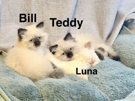 Ragdoll Kitten mit strahlend blauen Augen suchen ein liebevolles Zuhause