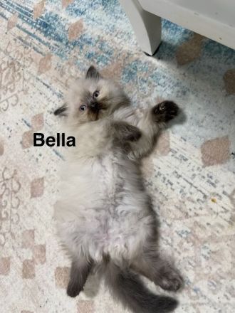 Ragdoll Kitten mit strahlend blauen Augen suchen ein liebevolles Zuhause