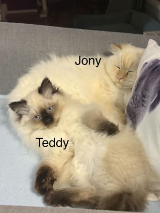 Ragdoll Kitten mit strahlend blauen Augen suchen ein liebevolles Zuhause