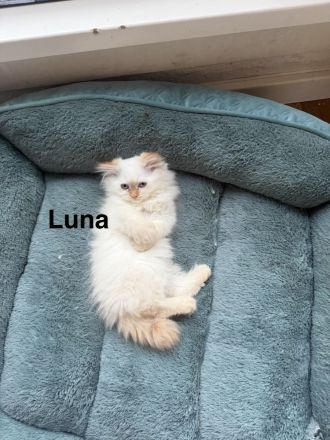 Ragdoll Kitten mit strahlend blauen Augen suchen ein liebevolles Zuhause