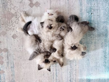 Ragdoll Kitten mit strahlend blauen Augen suchen ein liebevolles Zuhause