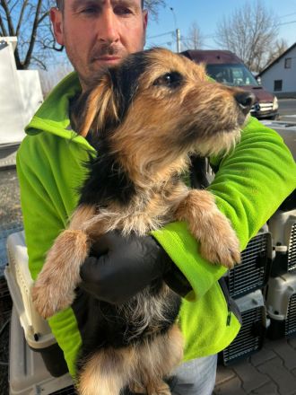 Rosi sucht dringend ein liebevolles Zuhause