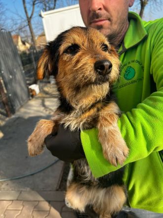 Rosi sucht dringend ein liebevolles Zuhause