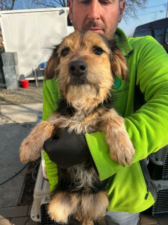 Rosi sucht dringend ein liebevolles Zuhause