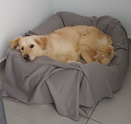 Leo, Mischling (zur Pflege in 26789 Leer)