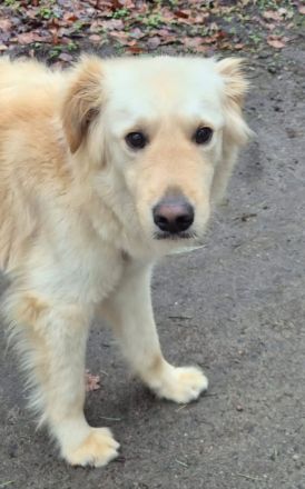 Leo, Mischling (zur Pflege in 26789 Leer)