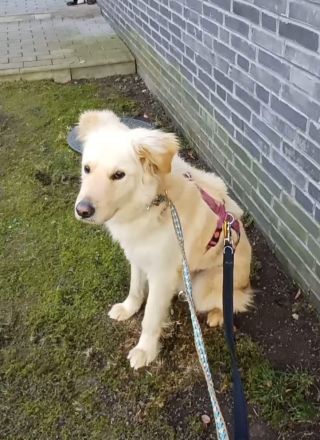 Leo, Mischling (zur Pflege in 26789 Leer)