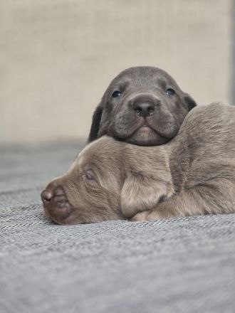 Labmaraner ( Weimaraner - Labrador ) Welpen