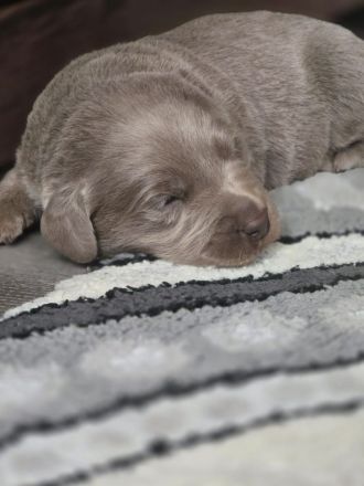 Labmaraner ( Weimaraner - Labrador ) Welpen