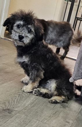 Zwergpudelrüde, 4 Monate alt, silber