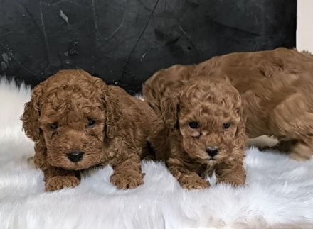 Zwergpudel toy welpe