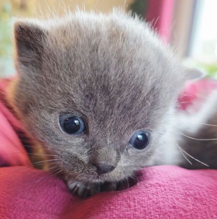 Unsere zauberhaften Britisch Kurzhaar Kitten suchen ein liebevolles Zuhause