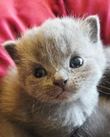 Unsere zauberhaften Britisch Kurzhaar Kitten suchen ein liebevolles Zuhause