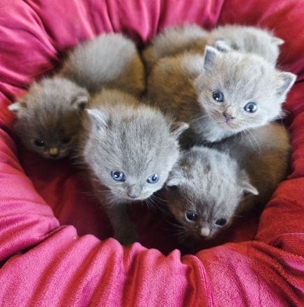 Unsere zauberhaften Britisch Kurzhaar Kitten suchen ein liebevolles Zuhause