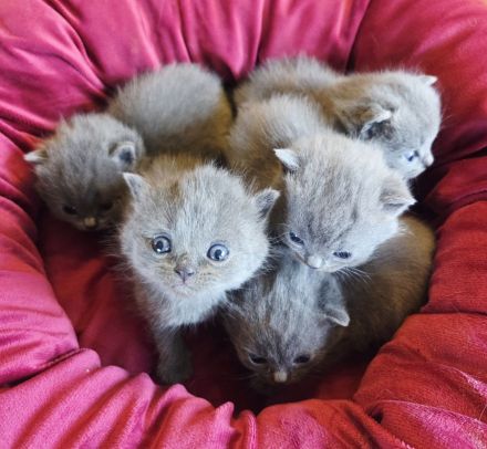 Unsere zauberhaften Britisch Kurzhaar Kitten suchen ein liebevolles Zuhause