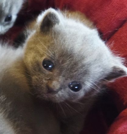 Unsere zauberhaften Britisch Kurzhaar Kitten suchen ein liebevolles Zuhause