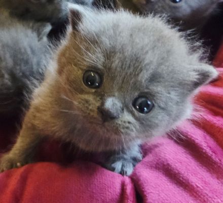 Unsere zauberhaften Britisch Kurzhaar Kitten suchen ein liebevolles Zuhause