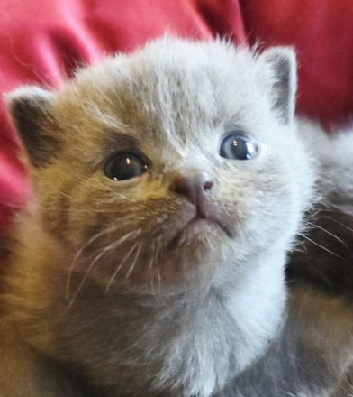 Unsere zauberhaften Britisch Kurzhaar Kitten suchen ein liebevolles Zuhause