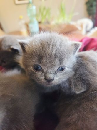 Unsere zauberhaften Britisch Kurzhaar Kitten suchen ein liebevolles Zuhause