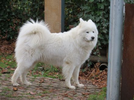 Samojeden