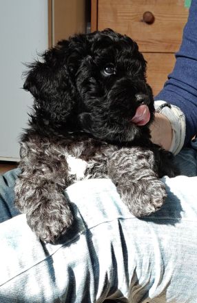 Lagodoodle oder Pudelotto Lagotto Pudel Doodle Minidoodle Mididoodle Labradoodle Goldendoodle