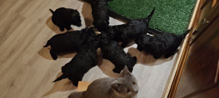 Lagodoodle oder Pudelotto Lagotto Pudel Doodle Minidoodle Mididoodle Labradoodle Goldendoodle