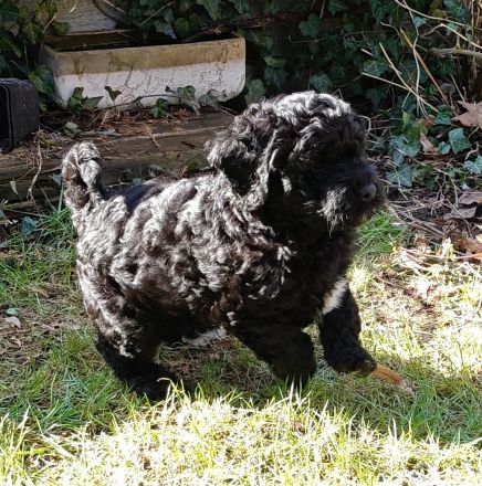 Lagodoodle oder Pudelotto Lagotto Pudel Doodle Minidoodle Mididoodle Labradoodle Goldendoodle