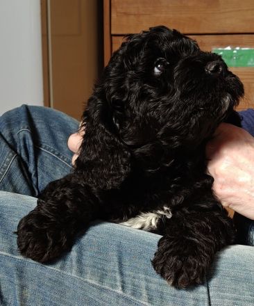 Lagodoodle oder Pudelotto Lagotto Pudel Doodle Minidoodle Mididoodle Labradoodle Goldendoodle