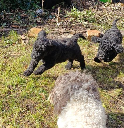 Lagodoodle oder Pudelotto Lagotto Pudel Doodle Minidoodle Mididoodle Labradoodle Goldendoodle